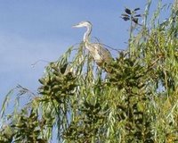 heron_2